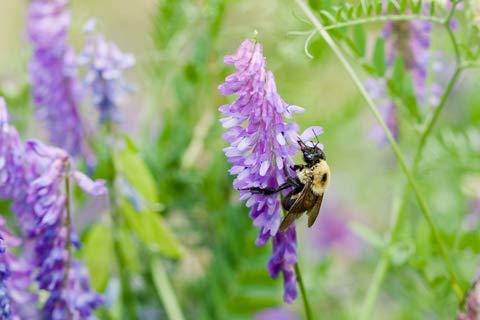 Hairy Vetch Seeds, Food Plot Used As a Cover Crop, Green Manure, Pasture, Silage, and Hay