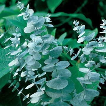 Eucalyptus Seeds for Planting (50 Seeds) - Popular for Cut and Flowers and Decor