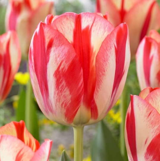 10 Spryng Break Rembrandt Tulip Bulbs for Planting - Easy to Grow