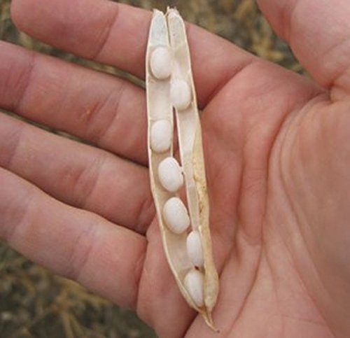 Navy Bush Bean Bean Seeds- Favorite Bean for Boston Baked BeansHam & Bean Soup(25 - Seeds)
