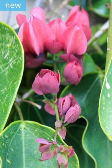 Red Passionflower Vine Seeds for Planting (10 Seeds) - Passiflora princeps