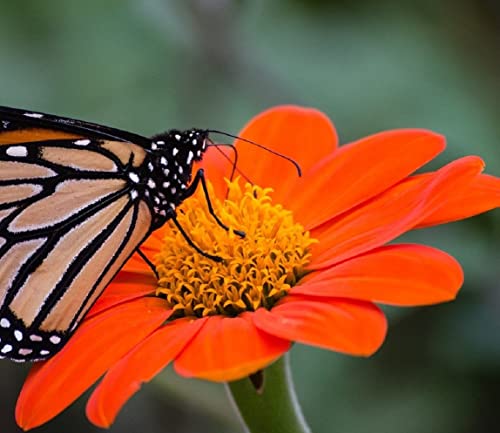 Mexican Sunflower Seeds for Planting | Non-GMO & Heirloom Flower Seeds | 50 Giant Mammoth Sunflower Seeds to Plant Home Outdoor Garden | Buy Planting Packets in Bulk