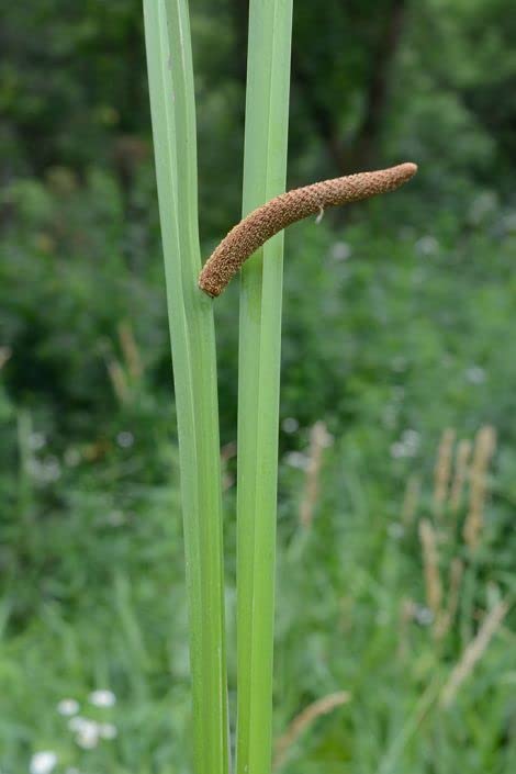 Sweet Flag Native Seeds for Planting (50 Seeds) - Acorus americanus