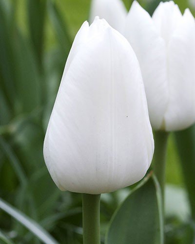White Emperor Tulips,(Bulbs) A Lovely White Tulip. (10, Bulbs)