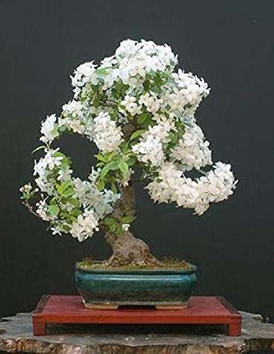25+ White Jasmine Tree Seeds - Vibrant White Flowers, Easy to Grow