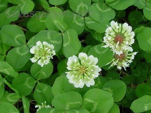 White Ladino Clover Seeds for Planting