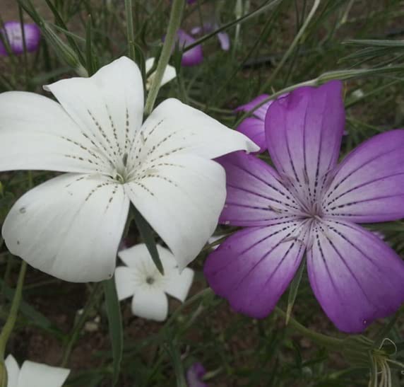 Agrostemma Milas Queen Mix Flower Seeds for Planting (30 Seeds) - Easy to Grow Garden Flower Seeds
