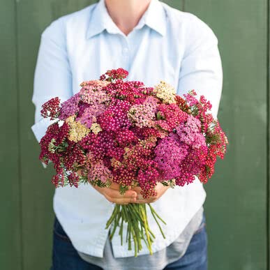 Bright Color Yarrow Seeds for Planting (50 Seeds) - Achillea millefolium - Stunning Pastel Colored Blooms