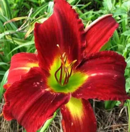 Red Daylily Roots for Planting - Grow Beautiful Perennial Daylilys