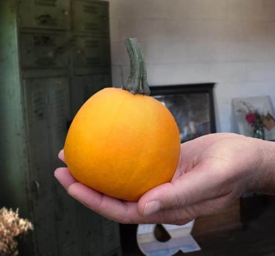 Apprentice Pumkin Seeds for Planting (10 Seeds) - 1 Pound Pumkins