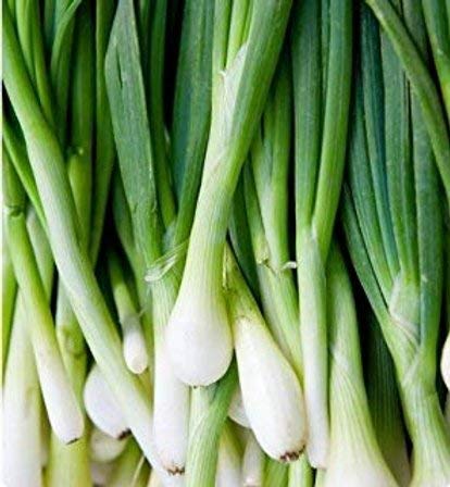 Green Tokyo Bunching Onion Seeds | 150+ Seed | Grow Your Own Food, Tasty Salad Onions. Made in USA