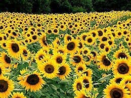 Black Oil Sunflower Seeds for Planting - 100+ Seeds - Made in USA - Attract Birds, Produce Sunflower Oil