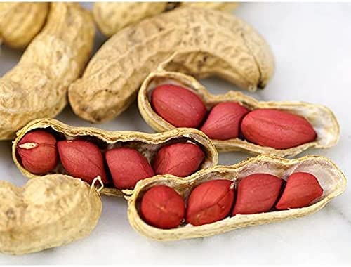 Tennessee Red Peanut Seeds, 20 Peanut Seeds Per Packet (10 Shells), Non GMO Seeds, (Arachis hypogaea)