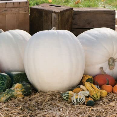 Giant Polar Bear Pumpkin Seeds for Planting | 10 Rare Seeds | Grow to 75 Pounds, Great for White Ghost Jack-O-Lantern