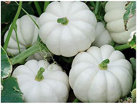 20 Small White Pumpkin Casperita Seeds for Planting - Excellent for Decor - Non GMO Garden Seeds