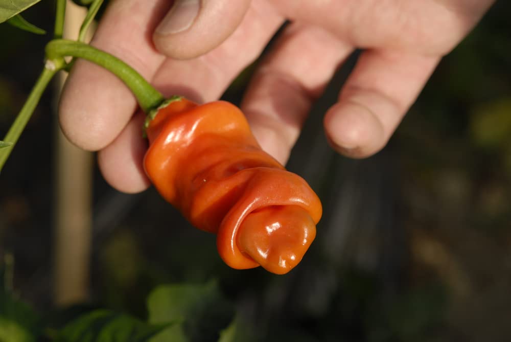 Peter Pepper Seeds to Plant (30 Seeds) - Easy to Grow and Exotic Look