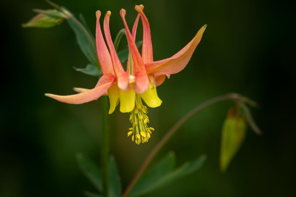 Columbine Plants for Growing, Healthy Rootstock of Columbine Flower (1 Plant)