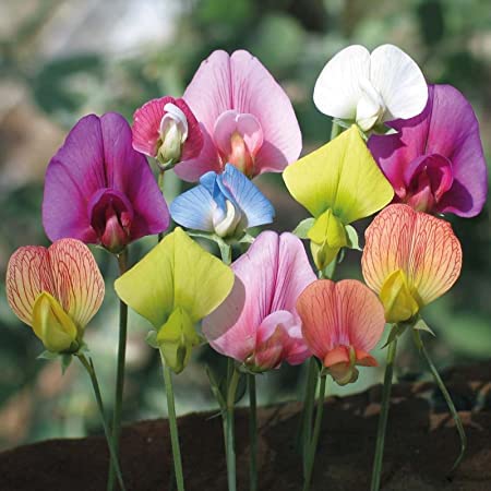 Royal Mix Sweet Pea Seeds for Planting - Stunning Color and Very Fragrant - Ornamental Annual Flower for Garden or Container