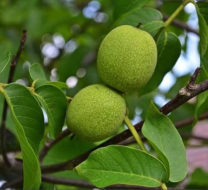 Black Walnut Tree Live Plant | Live Tree Seedlings - No Ship to California