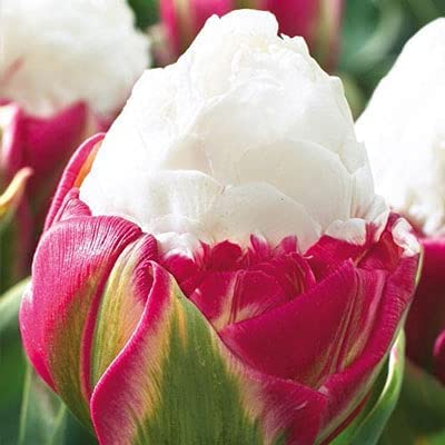 2 Ice Cream Tulip Bulbs for Planting - Easy to Grow - Made in USA, Ships from Iowa
