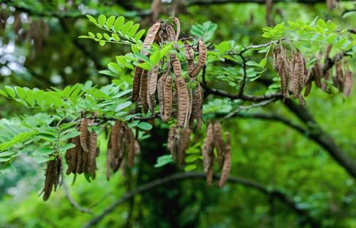 75 Flowering Black Locust Tree Seeds for Planting - Robinia pseudoacacia