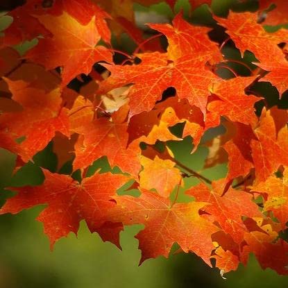 Sugar Maple Tree Seedlings for Planting | Live Tree Seedlings - No Ship to California