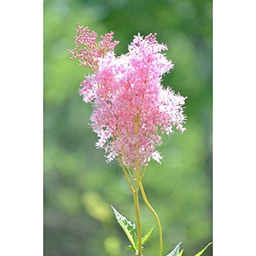Queen of The Prairie Seeds (40 Seed Pack)