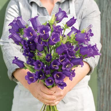 Blue Bellflower Seeds for Planting (50 Seeds) - Campanula medium