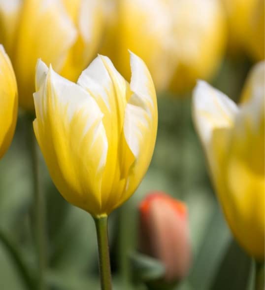 Sunrise Emperor Tulip Bulbs for Planting - Easy to Grow