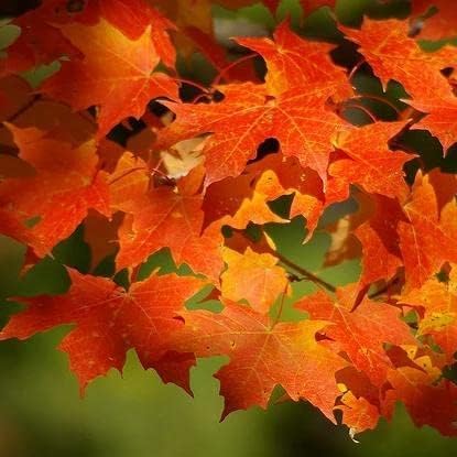 Sugar Maple Tree Seedlings for Planting | Live Tree Seedling