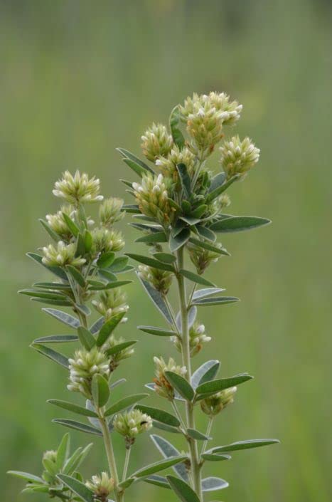 Round Headed Bush Clover Seeds for Planting (50 Seeds) - Lespedeza capitata