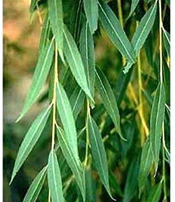 Four Globe Willow Tree Cuttings - Fast Growing Shade or Privacy - Get 4 Live Tree Plants - Globe Willow - Great for Bonsa