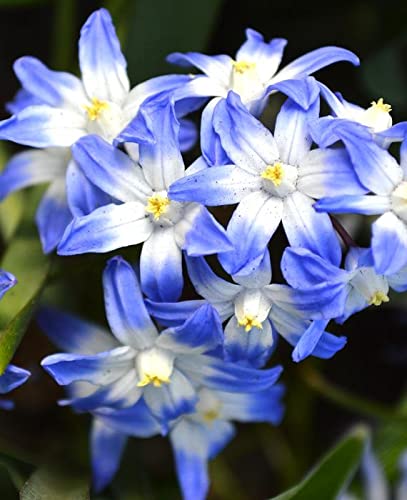 Chionodoxa Luciliae 'Glory of The Snow' (Scilla luciliae) Size 5/+ cm, Bulbs for Planting, Open Pollinated, Heirloom, Non-GMO, Bossier's Glory-of-The-Snow, Lucile's Glory-of-The-Snow