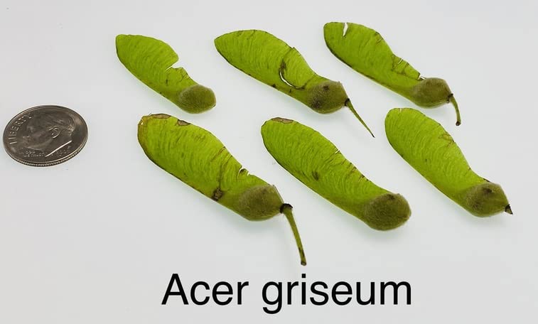 Paperbark Maple Tree Seeds for Planting - Stunning Peeling Cinnamon Colored Bark - Acer griseum