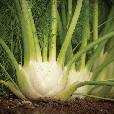 100 Fennel Vegetable Seeds for Planting - Grow Preludio Fennel Bulbs for Cuisine