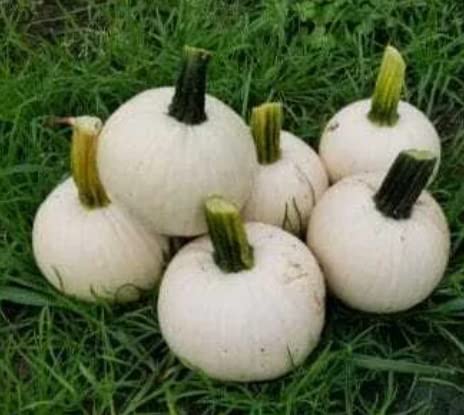 Icicle Pumpkin Seeds for Planting (10 Seeds) - Grow Adorable 3 Pound White Pumpkins