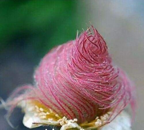 50 Prairie Smoke Seeds | Ships from Iowa. Rare and Hard to Find Geum triflorum Seeds