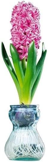 CZ Grain Hyacinth Bulb and Forcing Vase - Ready to Grow Indoor Hyacinth, Just Add Water - Made in USA