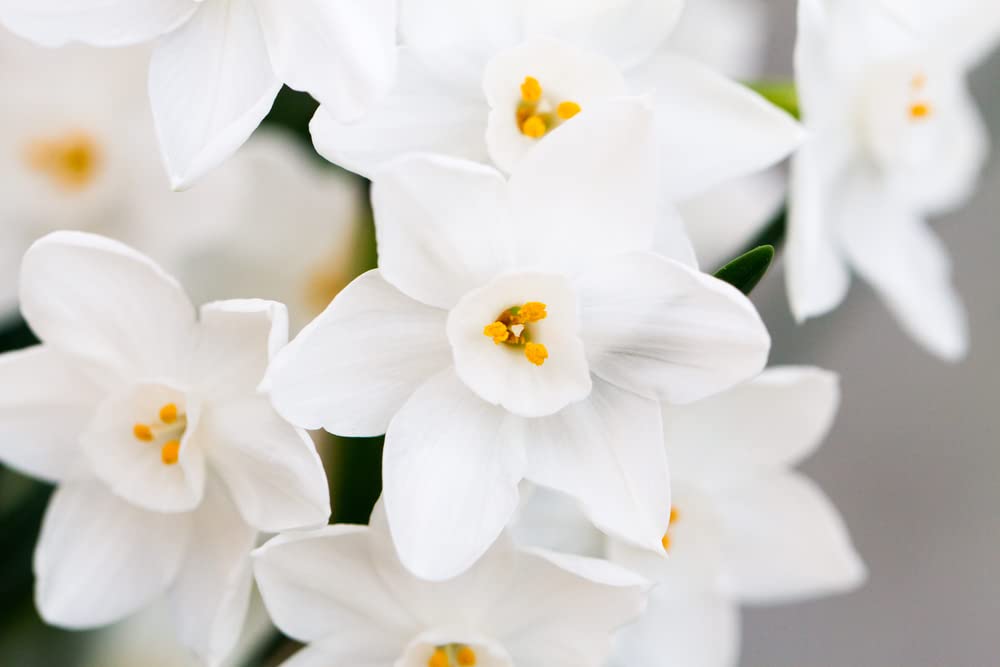 White Daffodil Bulbs for Growing - Narcissus Flower Bulbs