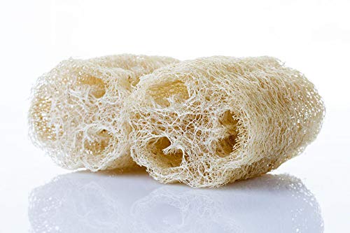 Sponge Gourd Seeds - 20 Seeds - Luffa Gourd, Exotic Vegetable, Easy to Grow