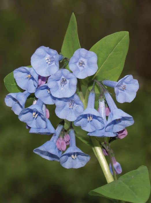 Virginia Bluebells Wildflower Seeds for Planting (10 Seeds) - Mertensia virginica - Stunning Spring Blooming Wildflower