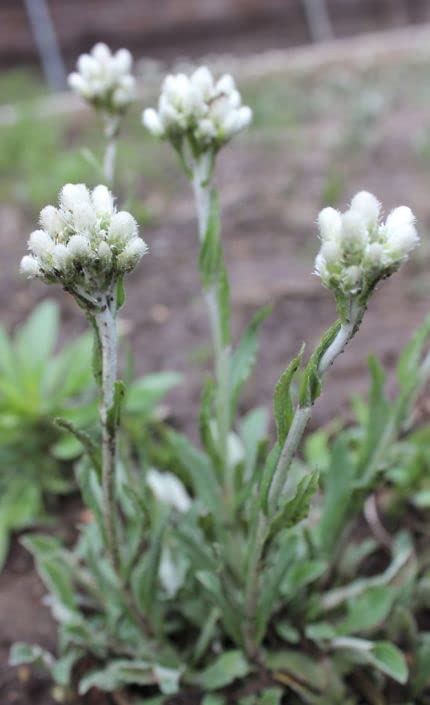 Pussytoes Wildflower Seeds for Planting (50 Seeds) - Antennaria plantaginifolia