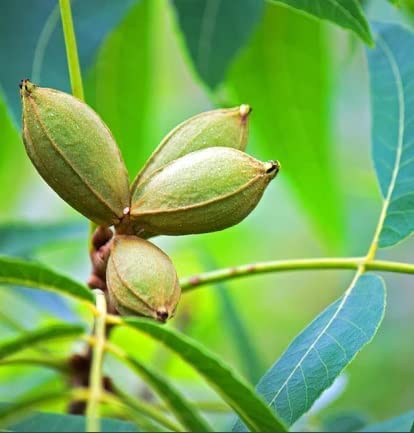 Northern Pecan Trees Seeds for Planting - Carya illinoinensis