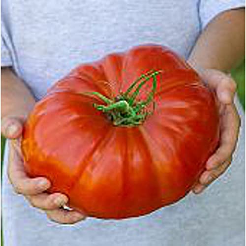 Steakhouse Tomato Seeds (20+ Seeds) | Non GMO | Vegetable Fruit Herb Flower Seeds for Planting | Home Garden Greenhouse Pack