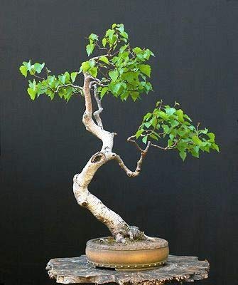Bonsai White Paper Birch Tree Seeds for Planting | 100+ Seeds | Made in USA - Highly Prized for Bonsai, Paper Birch Tree - 100+Seeds