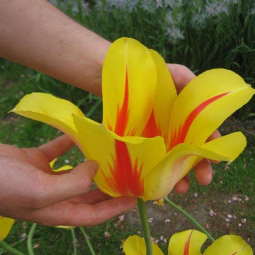 6 Giant Hocus Pocus Tulips Bulbs | Biggest Tulips in The World | Ships from Iowa