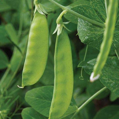 Pea Seeds for Planting - Sprouting - Microgreens - Oregon Sugar Pod II - 50 Vegetable Seeds - Made in USA, Ships from Iowa. Exotic Fruit Seeds
