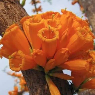 5 Orange Tree Jasmine Seeds for Planting - Mayodendron igneum - Golden Bells Tree