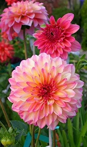 100+ Rare Mix Dahlia Flower Seeds - Easy to Grow Dahlia Flower Seeds