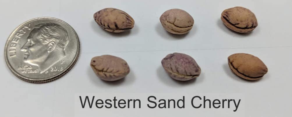 Western Sand Cherry Seeds - 6 Seeds - Very Rare - Great for Landscaping or Bonsai